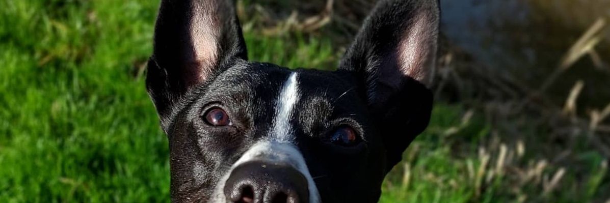 Dog_Insight's profile banner image