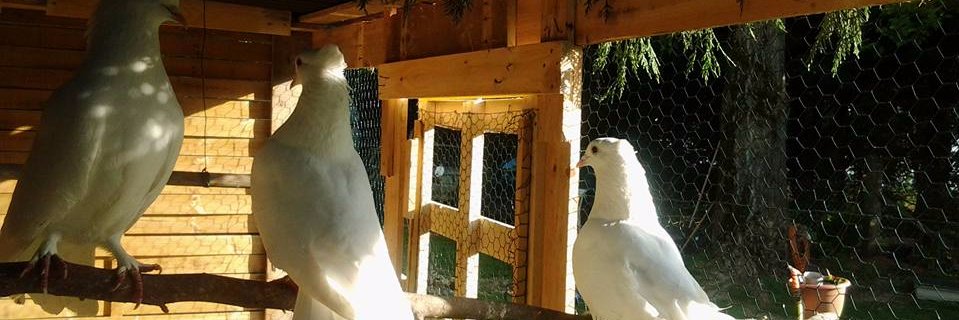27_Baumgartner's profile banner image