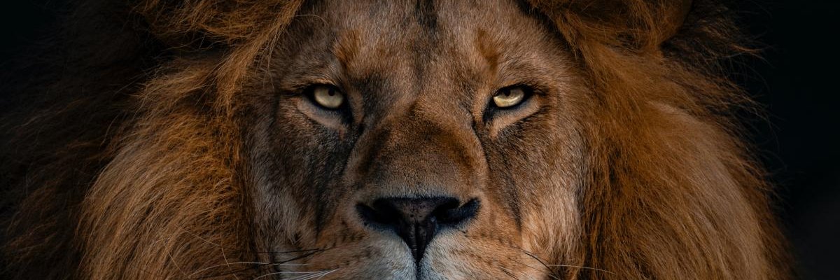 cayanjim's profile banner image