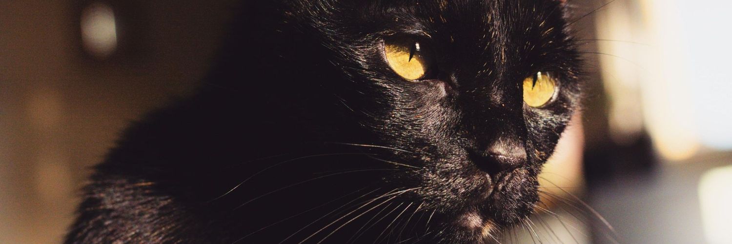 dragynfayth's profile banner image