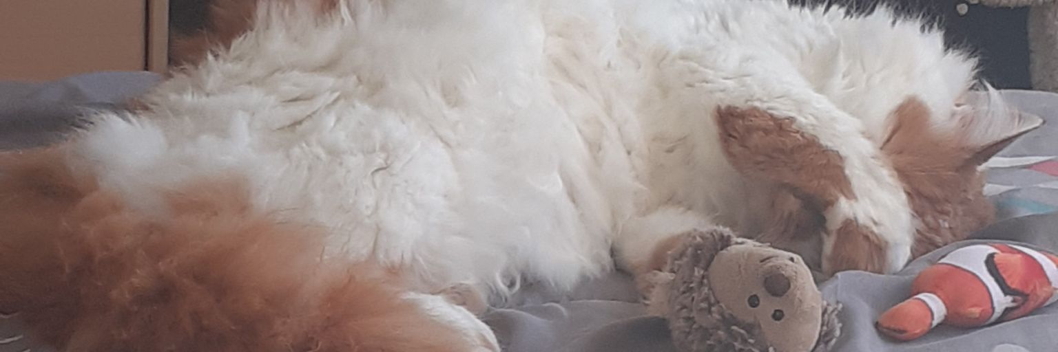 alexialtx's profile banner image