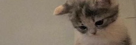 perfectlaurennn's profile banner image