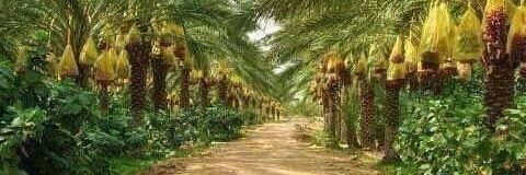 ghacha_amar's profile banner image