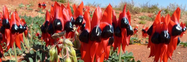 OutbackWay1 Profile Banner