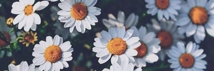 candeladiazb_'s profile banner image