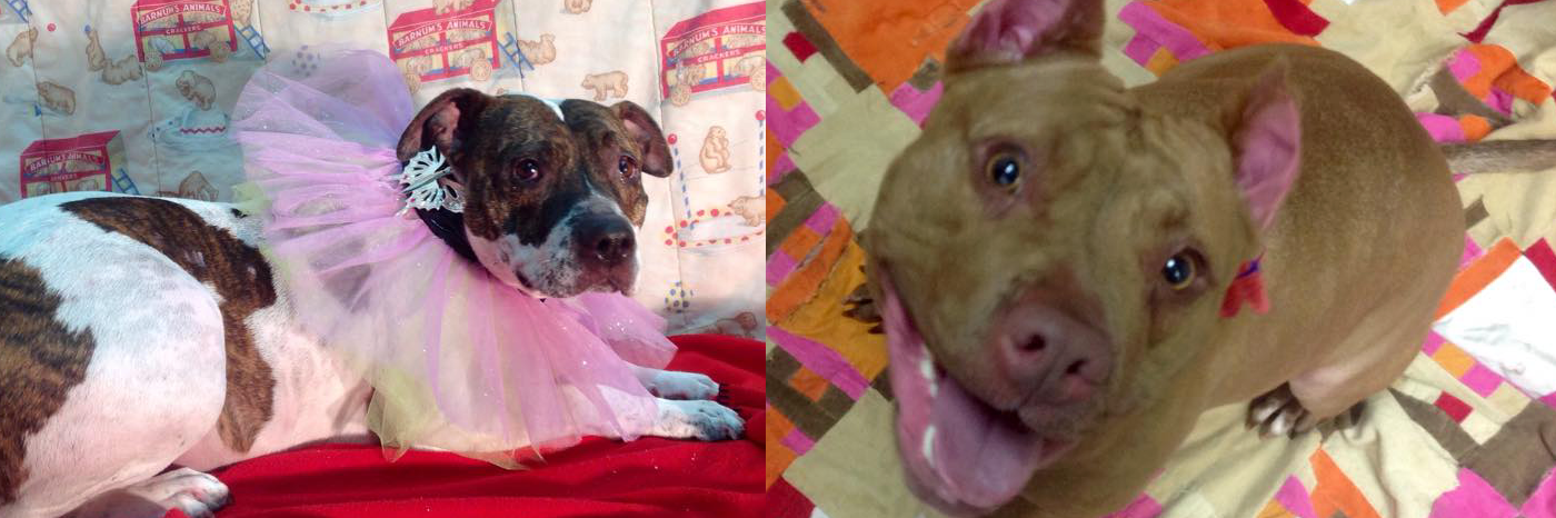 BusterDogs's profile banner image