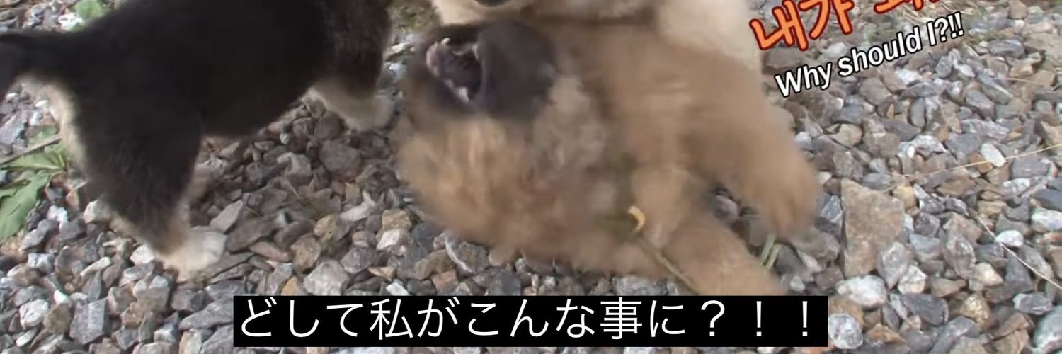 どるるち banner