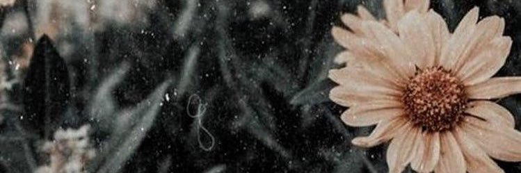 antoonietaaa's profile banner image
