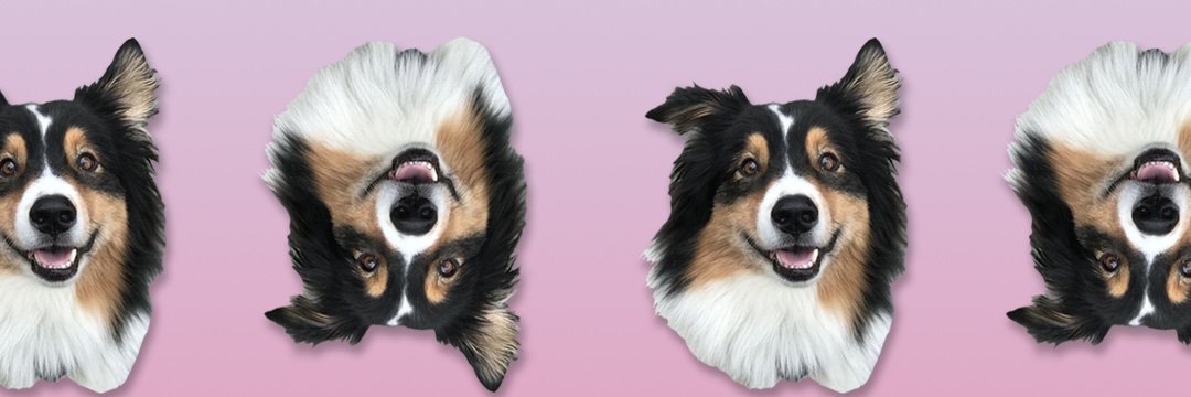 Cory Lin Stieg banner