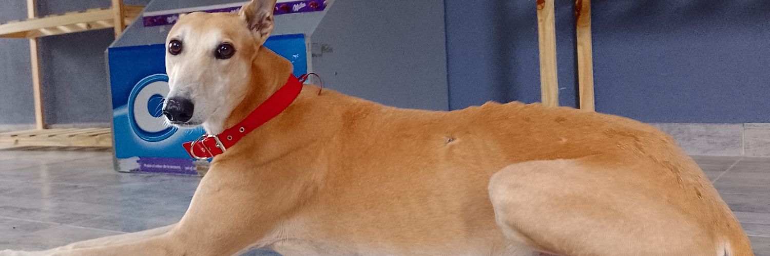 CamiiiLuquez's profile banner image