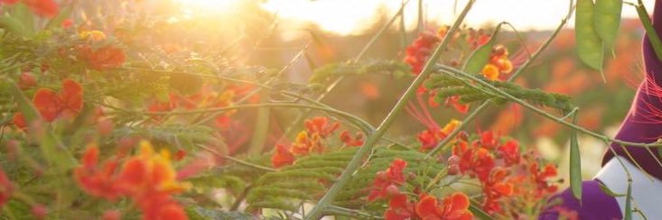 Allai77's profile banner image