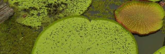 MaricaBertoldi's profile banner image