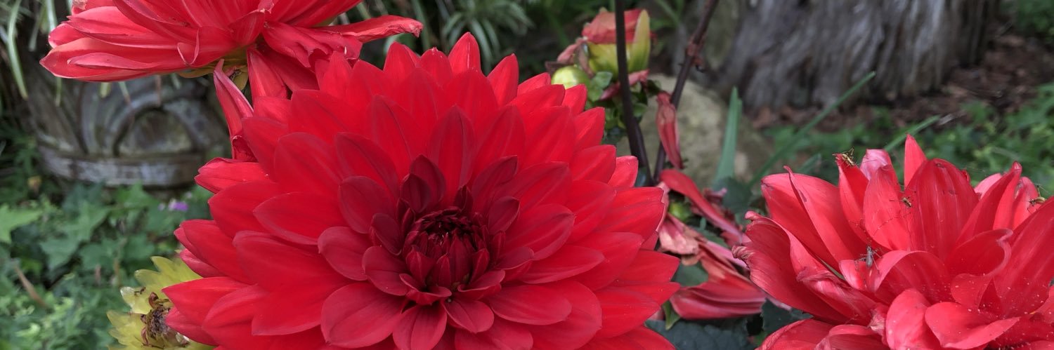 CaraLaci's profile banner image
