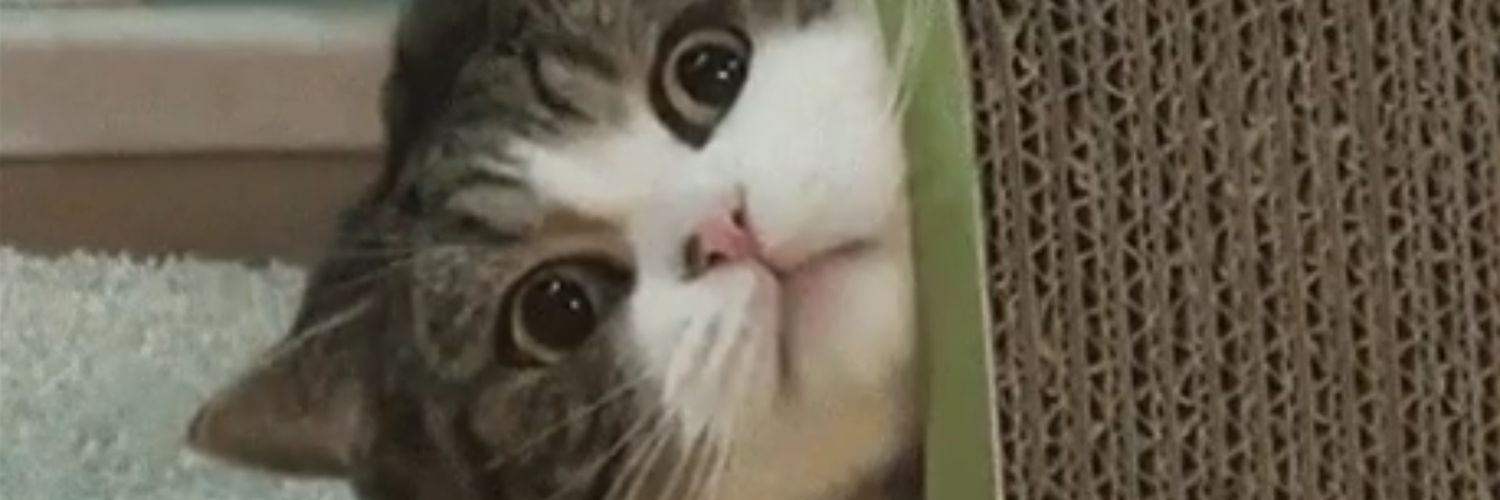 ChiliPancakeGuy's profile banner image