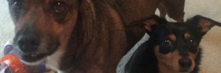 tejabking's profile banner image