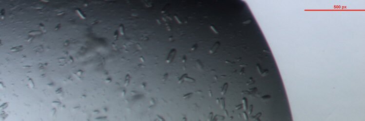 Harry banner