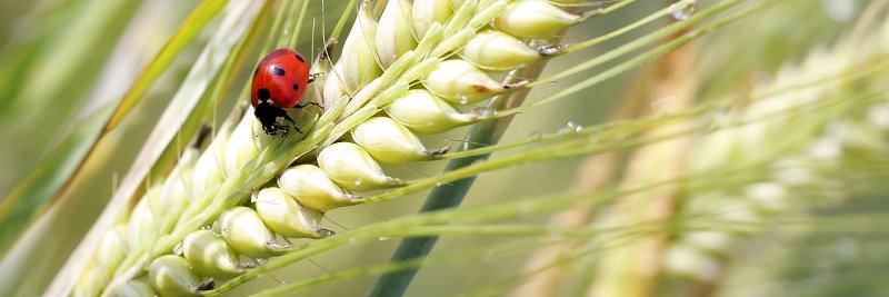 ECOCERTCANADA's profile banner image