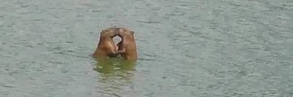 DaviLimaTT Profile Banner