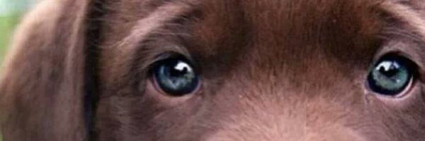 Sarii_lg Profile Banner