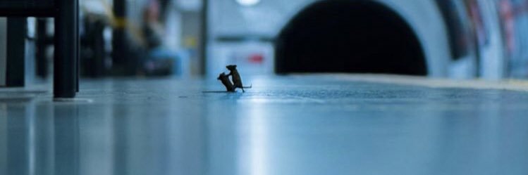 rookieook's profile banner image