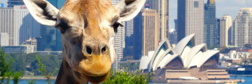 Liddybear's profile banner image