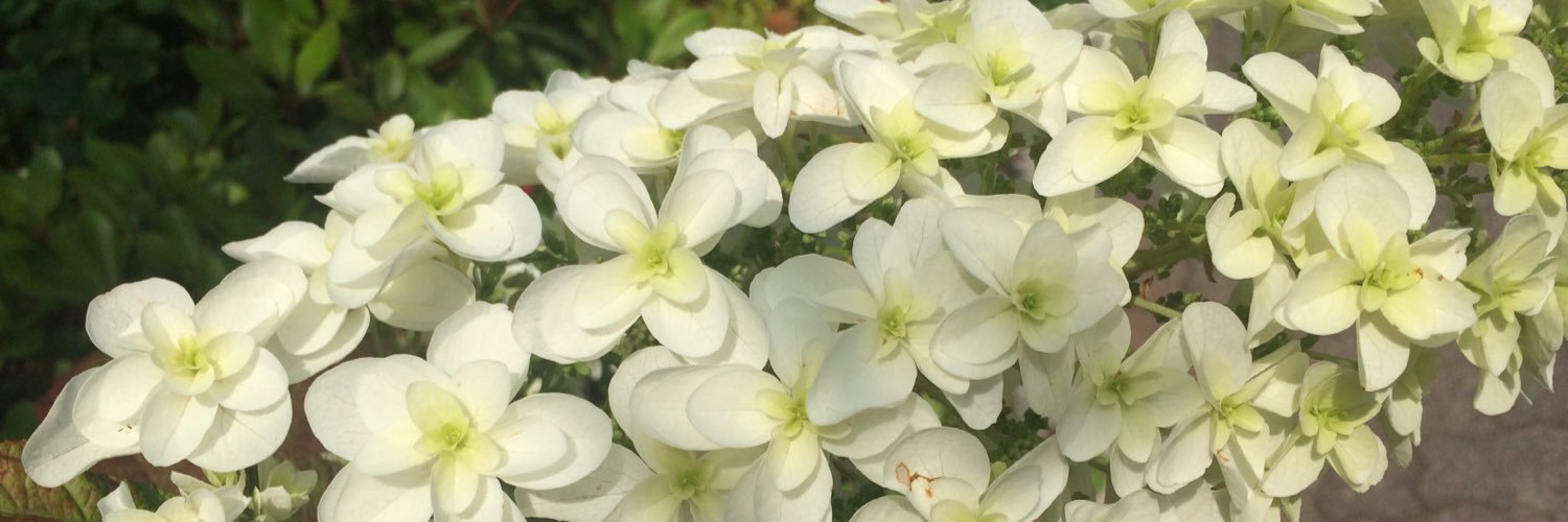 aloha_mommom's profile banner image