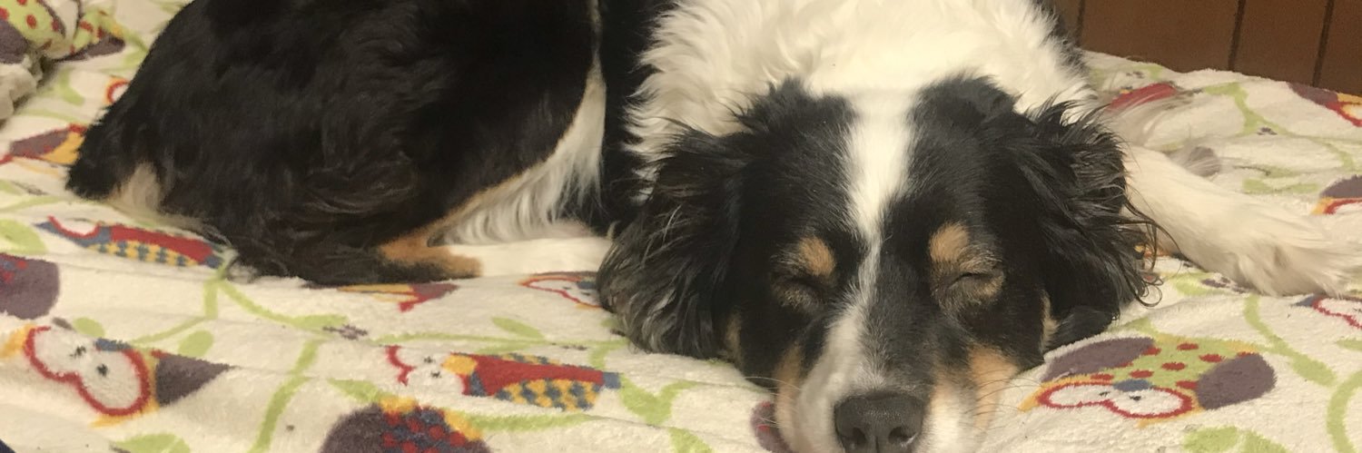tequilapaws's profile banner image