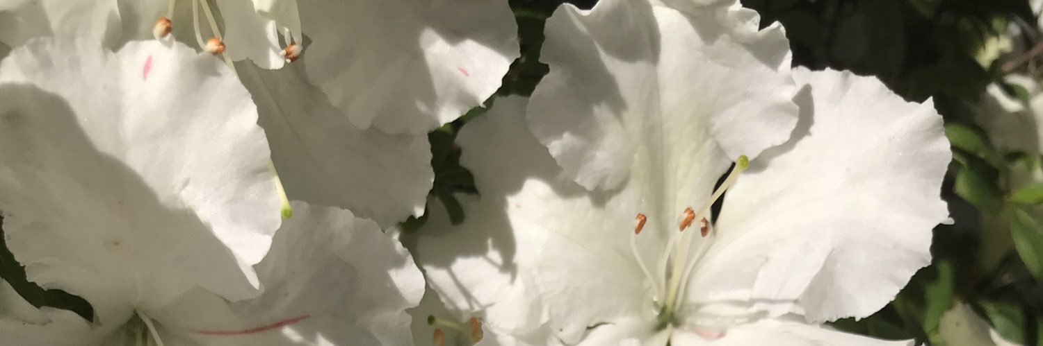 Jujubicket's profile banner image