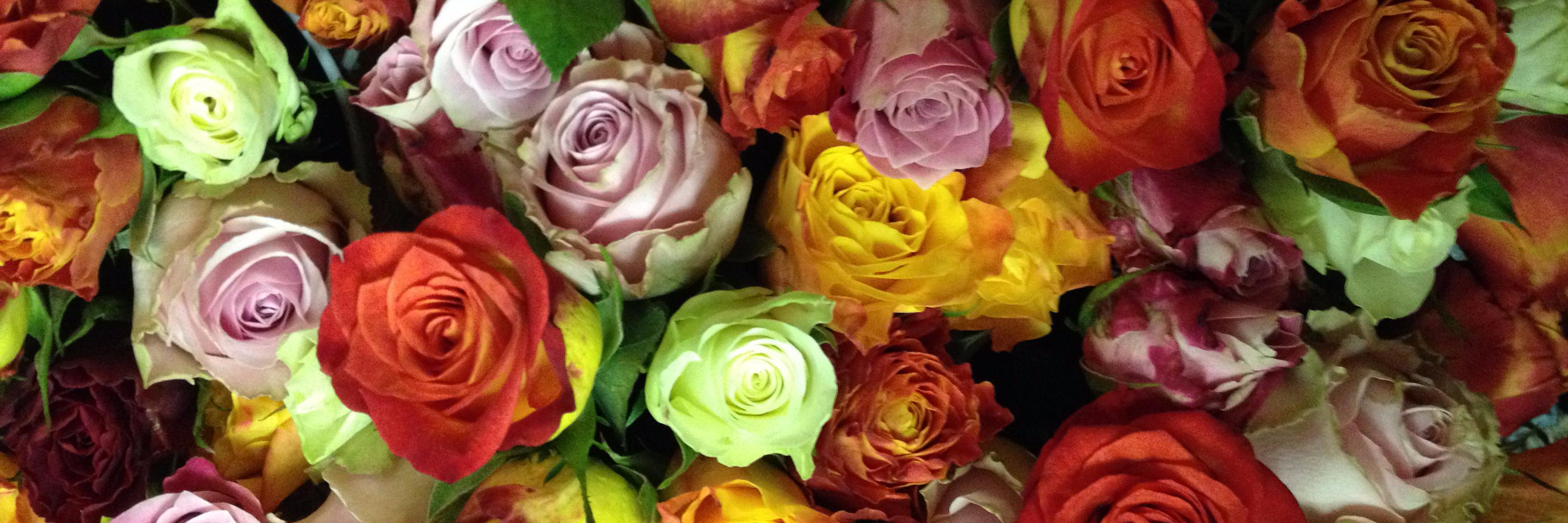 Megan Erasmus banner