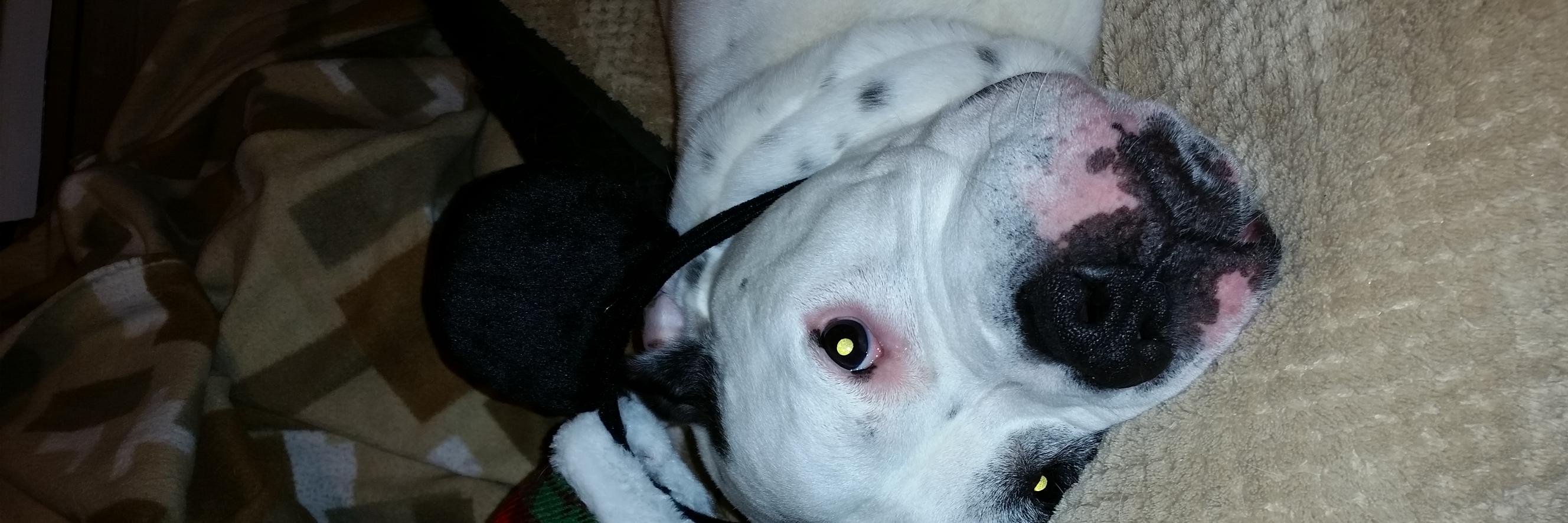 catherine olson banner