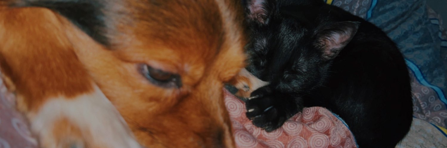 stopedheaven's profile banner image