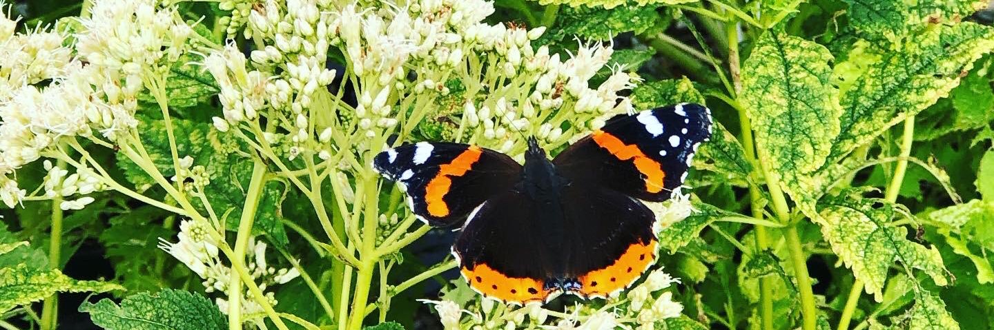 Emma🏳️‍🌈 banner