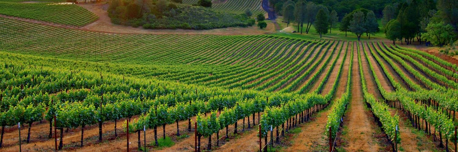 Manuel Somohano banner