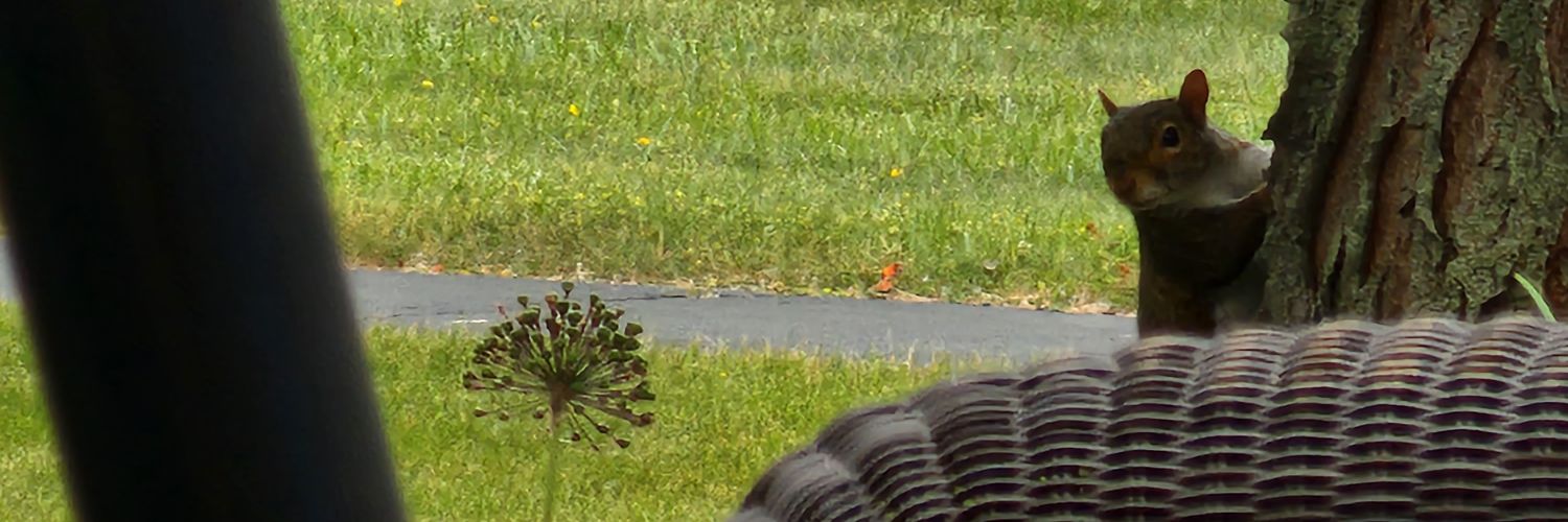 BuffaloFan90's profile banner image