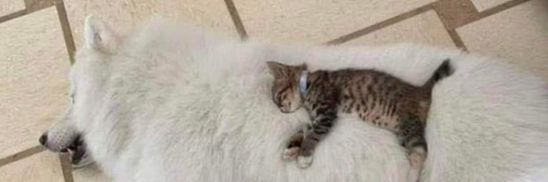 cleusinha da bundinha sensual banner
