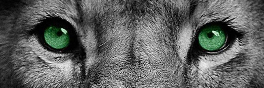 g_oyolo's profile banner image