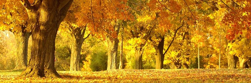 Raquel Mendelberg banner