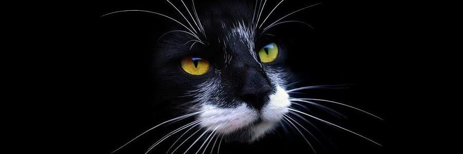 fatmatella's profile banner image