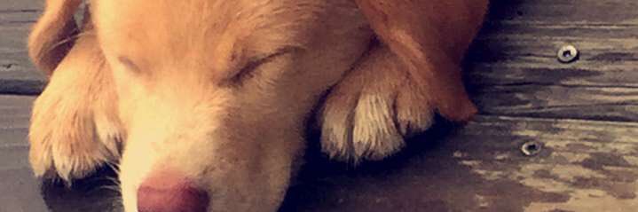 Kelo. banner