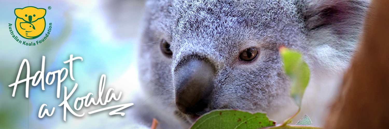 Save the Koala (AKF) banner