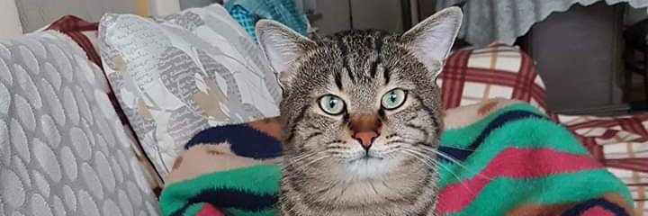 belitangel's profile banner image
