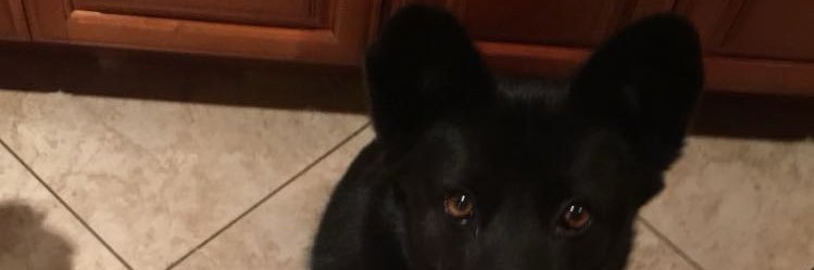 Foxiemari's profile banner image