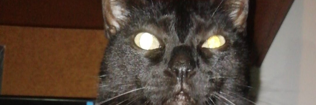 PNocturna's profile banner image