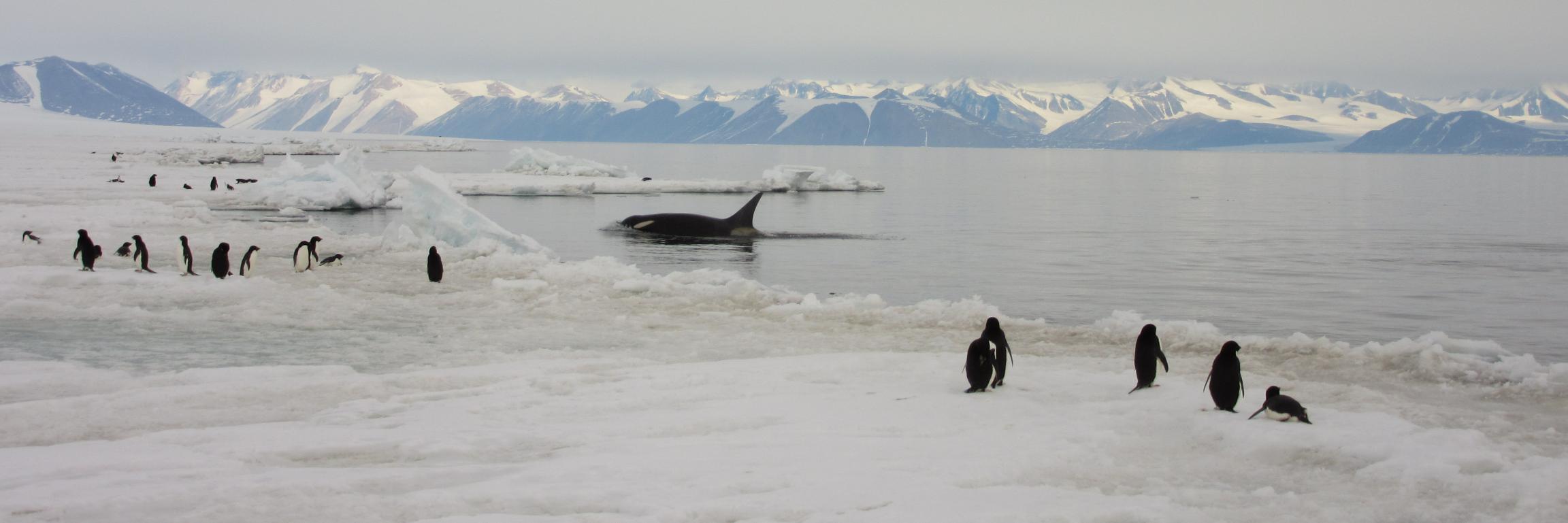 Andrew E. Allen banner