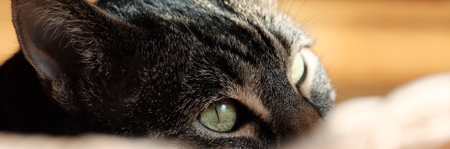 _epnk's profile banner image