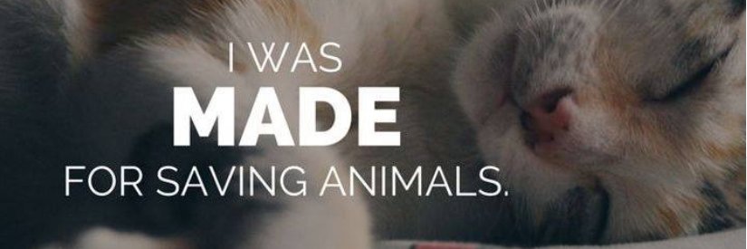 Debi Edward Lawrence banner