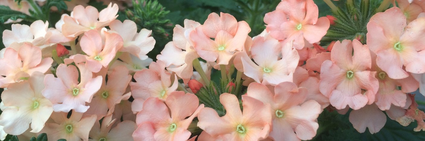 AmandaEpperson's profile banner image