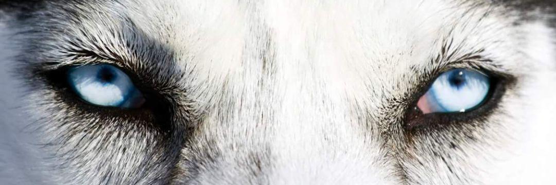 krisdrice's profile banner image