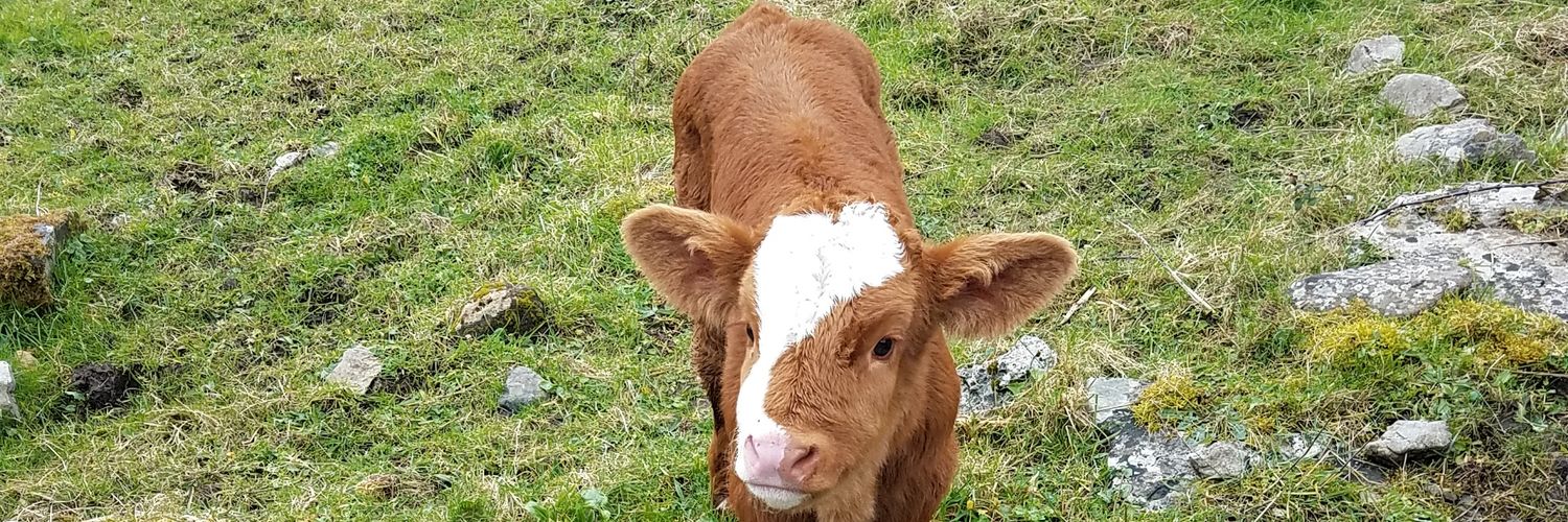 Will of the People banner