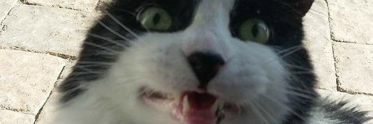 Comeaudo's profile banner image